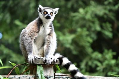 Lemur Sitting on Wooden Post – Free Stock Photo for Download