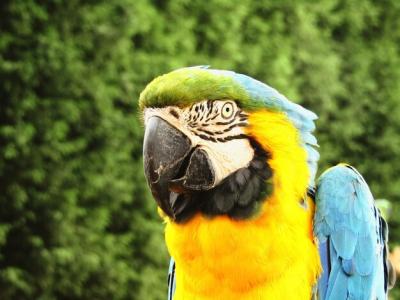 Close-up of a Parrot – Free Stock Photo Download