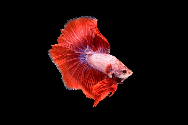 Beautiful Red Betta Splendens: Siamese Fighting Fish for Aquariums – Free Download