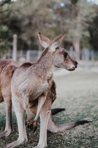 A Kangaroo on a Field – Free Download, Free Stock Photo