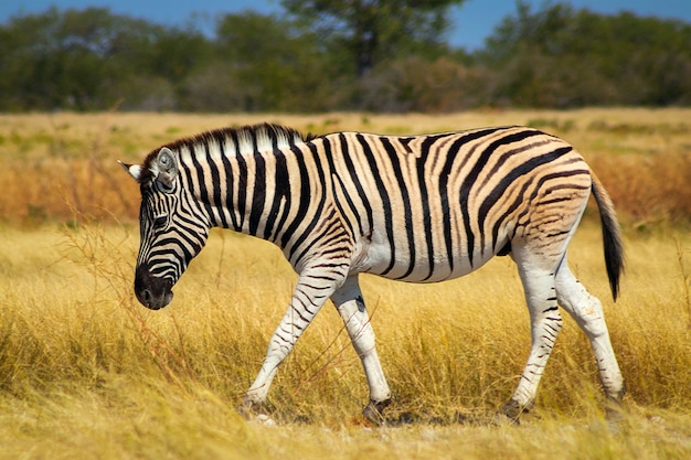 Explore the Majestic African Mountain Zebra in Etosha National Park â Free Stock Photo Download