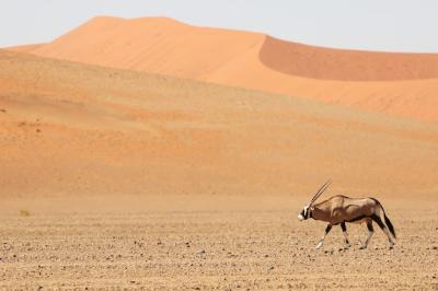 Gemsbok Walking Through Desert Sand Dunes – Free Stock Photo for Download