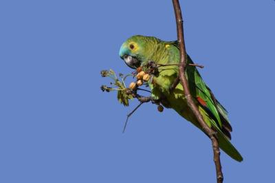 Turquoise-Fronted Amazon (Amazona Aestiva) in the Wild – Free Download