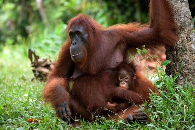 Female Orangutan with Baby on the Ground in Kalimantan, Indonesia – Free Download