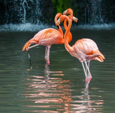 Stunning Birds in a Tranquil Lake – Free Stock Photo for Download