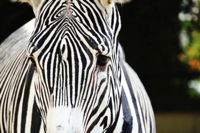 Close-up of a Zebra – Free Stock Photo for Download