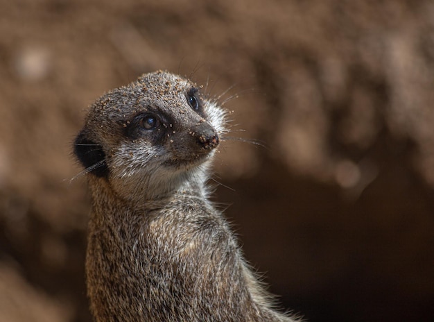 Close-up of an Animal Looking Away – Free Stock Photo for Download