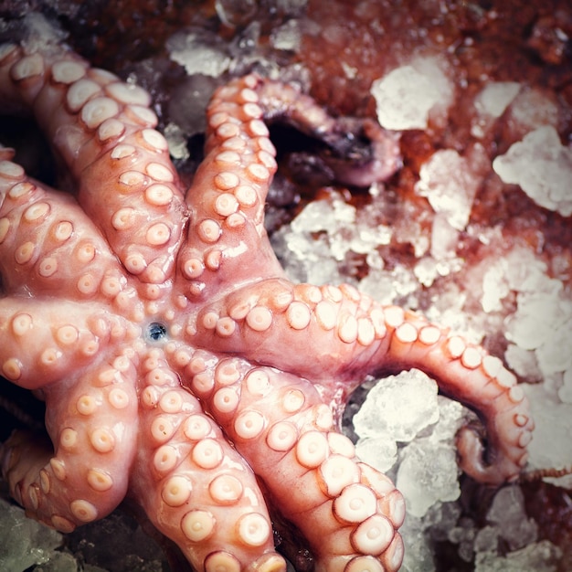 Fresh Raw Octopus on Ice: Top View with Brown Dark Background – Free Download