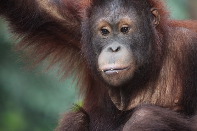 Stunning Orangutan Photography – Free Download