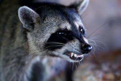 American Raccoon in the Wild – Free Download