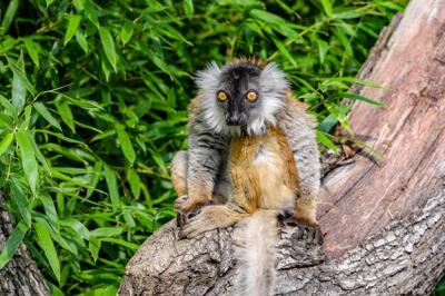 Lemur Resting on a Tree Branch – Free Download