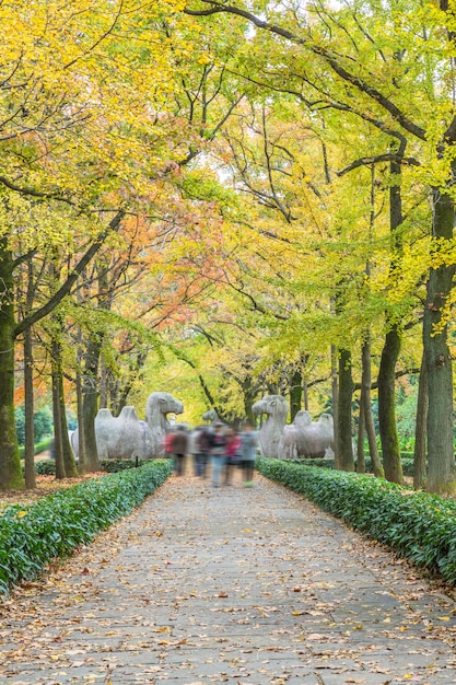 Footpath By Statues At Ming Xiaoling Mausoleum – Free Stock Photo, Download for Free