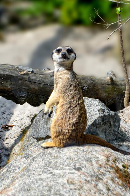 Meerkat on Sentinel Duty: Free Stock Photo for Download