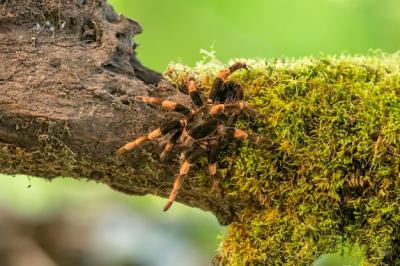 Discover the Megaphobema Spider Genus: Free Stock Photo for Download