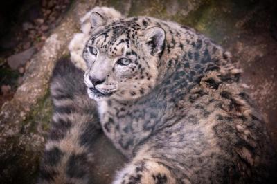 Endangered Snow Leopard in Its Natural Habitat – Free Stock Photo for Download