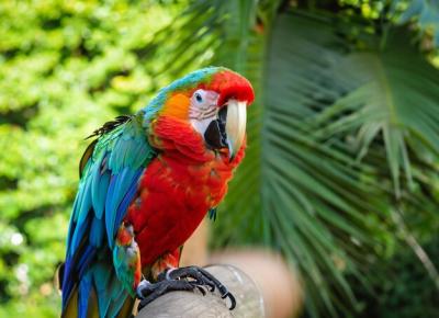 Beautiful Macaw Parrot in Lush Green Nature – Free Download