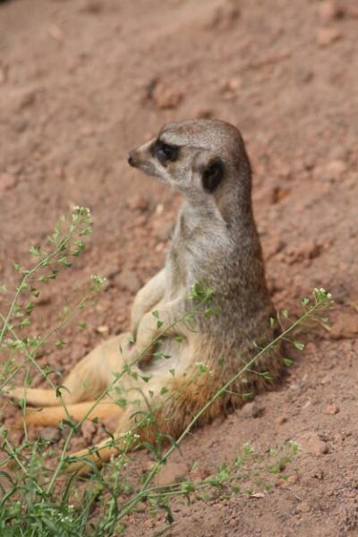 Meerkat on Field – Free Stock Photo Download