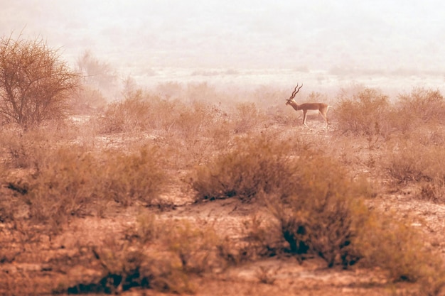 A Deer in a Lush Field with a Scenic Background – Free Stock Photo, Download for Free