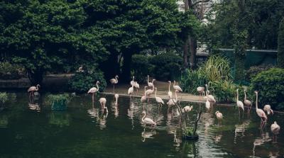 Flamingos in the Heart of Hong Kong – Free Download