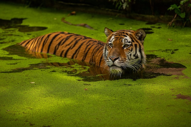 Siberian Tiger Swimming in Water – Captivating Predator in Green Taiga Habitat | Free Download