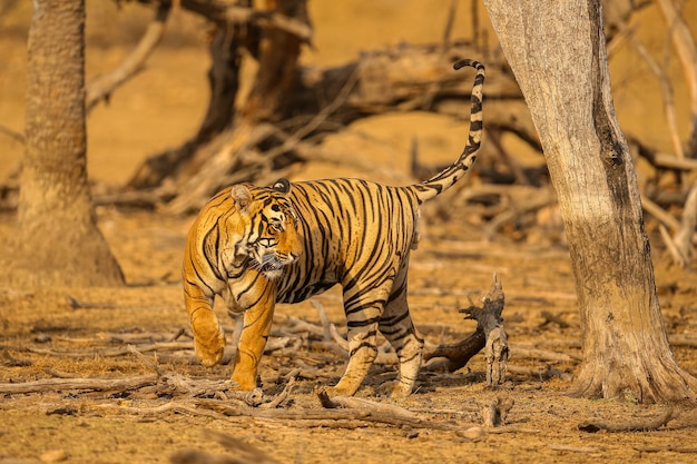 Amazing Tiger in Its Natural Habitat – Free Stock Photo for Download