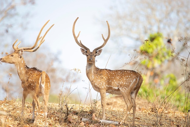 Spotted Deer in the Forest – Free Stock Photo, Download for Free