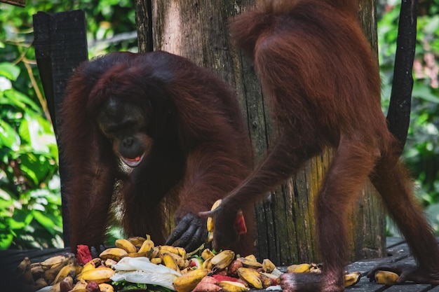 Stunning Closeup of a Wild Orangutan – Free Download