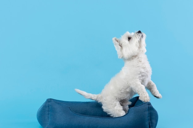 Adorable White Little Puppy Isolated on Blue â Free Stock Photo, Download Free