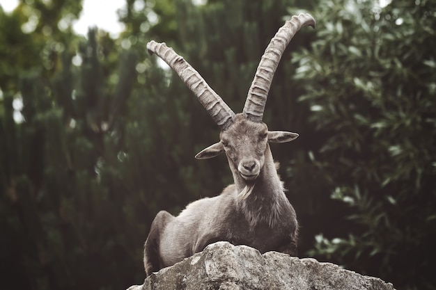 Closeup of an Ibex on a Rock in the Wilderness – Free Stock Photo for Download