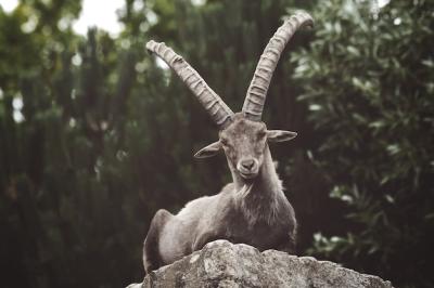 Closeup of an Ibex on a Rock in the Wilderness – Free Stock Photo for Download