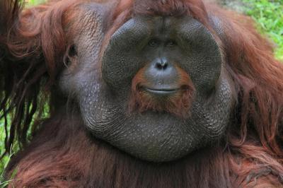 Orangutan Close-Up Portrait – Free to Download