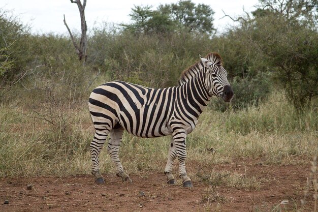 Zebra Standing on Field – Free Stock Photo, Download for Free