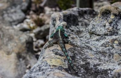 Black and Green Lizard on a Rock – Free Download