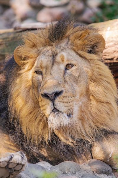 Adult Male Lion Head Portrait – Panthera Leo: Free Download