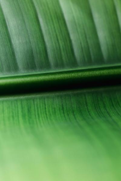 Macro Photography of a Green Tropical Leaf – Free Stock Photo, Download Free Stock Photo