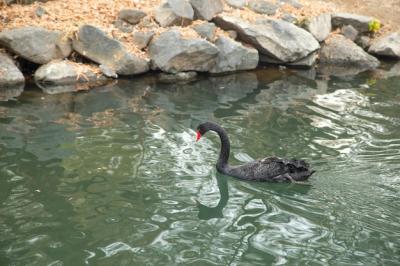 Stunning Swan in Serene Lake – Free Stock Photo, Download for Free