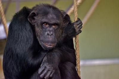 Portrait of a Chimpanzee – Free Download Free Stock Photo