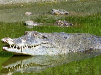 Crocodiles Swimming in a Tranquil Lake â Free Stock Photo, Download Free