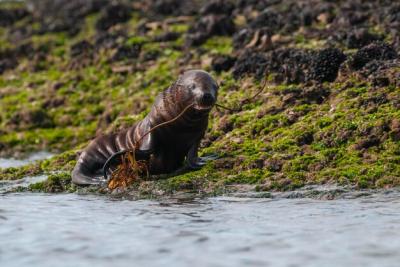 Baby Sea Lion at Peninsula Valdes in Patagonia, Argentina – Free to Download