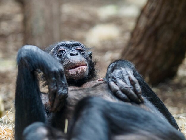 Chimpanzee Relaxing at Zoo – Free Stock Photo for Download