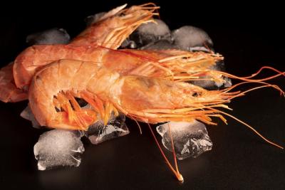 Shrimps on Ice Cubes Close-Up – Free Stock Photo for Download