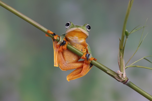 Closeup of a Flying Frog on a Green Branch – Free to Download