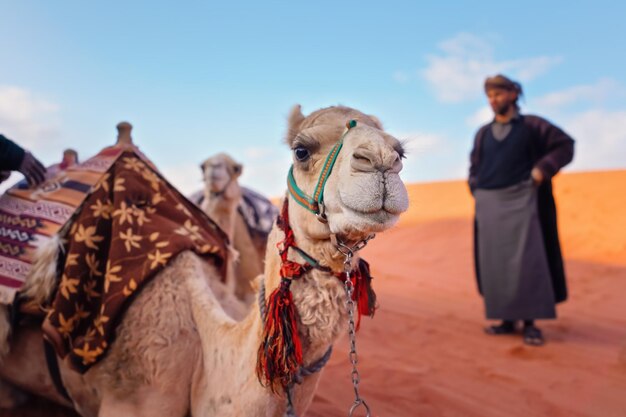 Camel Resting in Wadi Rum Desert with Bedouin Man – Free Stock Photo Download