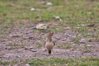 Skylark Bird on the Ground in Pakistan – Free Download