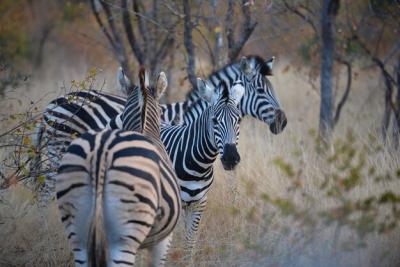 Stunning Zebra Imagery – Free Download