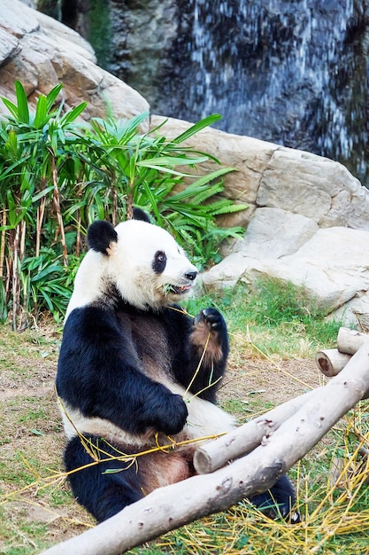 Giant Black and White Panda Enjoying Bamboo Leaves at Ocean Park Hong Kong – Free Download