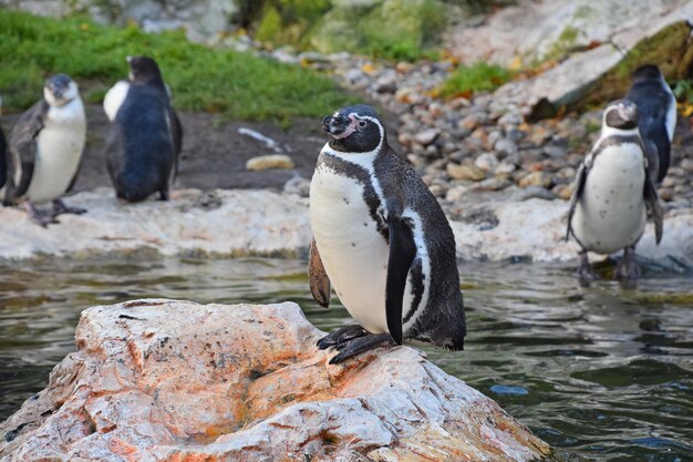 Penguins at Lakeshore in Zoo – Free Stock Photo, Download for Free