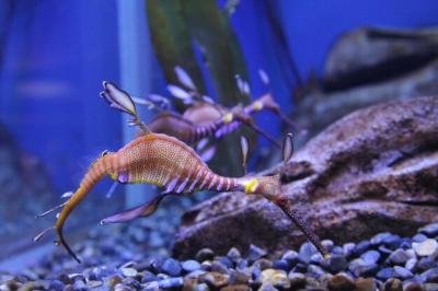 Close-up of Sea Dragons in Aquarium – Free to Download