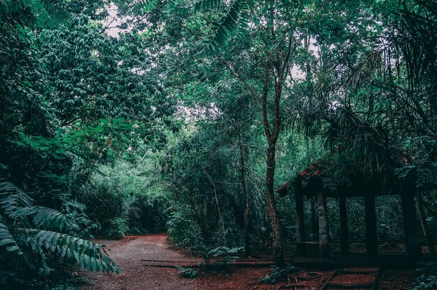 Stunning View of Trees in Forest – Free Stock Photo, Download for Free