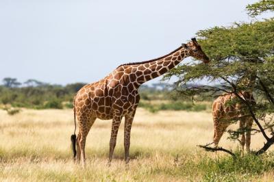 A Giraffe Group Feeding on Acacia Tree Leaves – Free Stock Photo Download